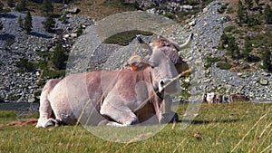 Gray cow lies in a meadow at foot of mountains on the banks of a mountain river