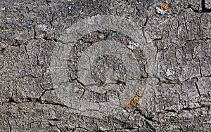 A gray cracked background tree bark texture