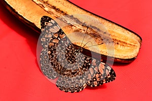 Gray Cracker butterfly