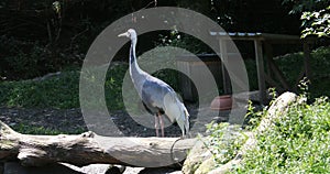 Gray crane