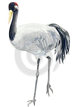 Gray crane bird on isolated background, watercolor drawing