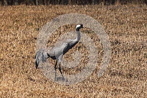 Gray crane bird strolling