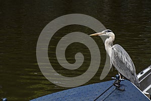 Gray crane is on the boat with green water