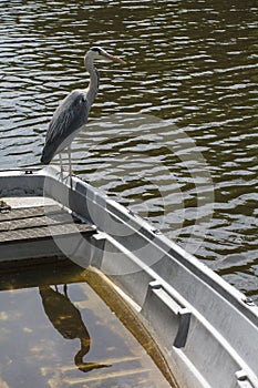 Gray crane is on the boat with its shadow and water