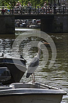 Gray crane is on the boat near the bridge on the canal