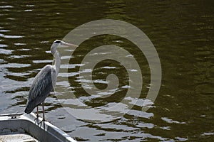 Gray crane is on the boat with water