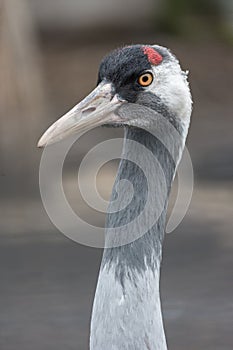 Gray crane closeup portrait