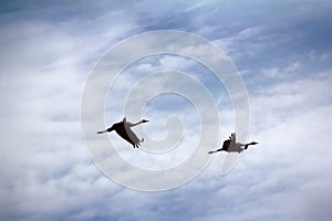 Gray Crane common crane, Grus grus, pair