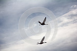 Gray Crane common crane, Grus grus, pair