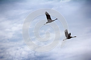 Gray Crane common crane, Grus grus, pair