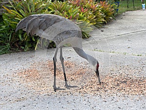 Gray Crane Feeding on Bird Seed