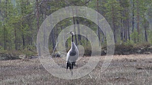 Gray crane Grus grus walks in the swamp.