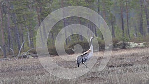 Gray crane Grus grus walks in the swamp.