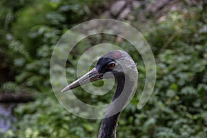 gray crane with head section