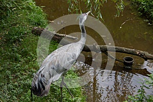 gray crane with head section