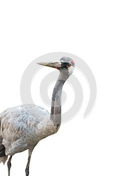 Gray crane is isolated on a white