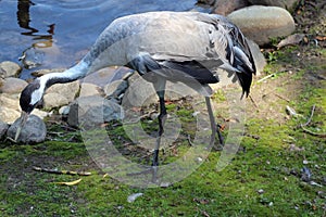 Gray crane leaning to the ground and looking for food  near the pond