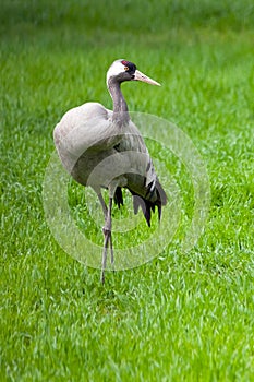 Gray crane looking around in the meadow grass