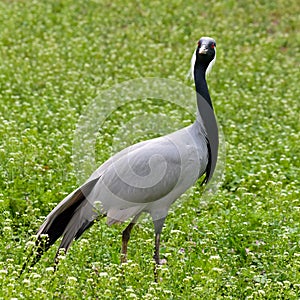 Gray crane looking around in the meadow grass