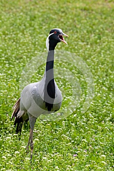 Gray crane looking around in the meadow grass and walking toward