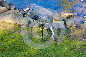 Gray crane looking for food leaning to the ground