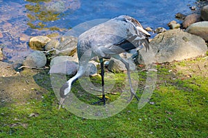 Gray crane looking for food leaning to the ground