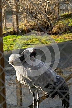 Gray crane perches next to a chain-link fence