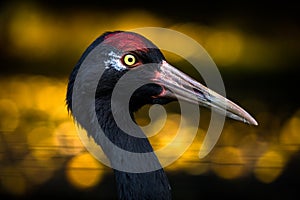 Gray Crane portrait in nature park