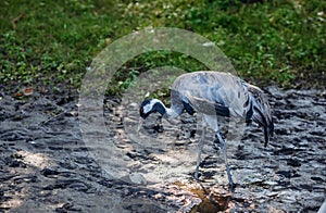 The gray crane roams the swamp in search of food