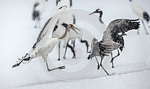 The gray crane runs away from the Japanese crane.