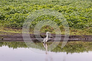 A gray  crane stands early in the morning in the water near the shore in a reservoir in the Lake Hula nature reserve in northern