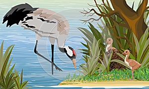 Gray Crane in a swamp or lake with its chicks in the nest. The pond is a tree with tall grass. Common crane or Grus grus or Eurasi