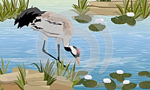 Gray Crane in a swamp or lake with white water lilies. The pond is a tree with tall grass.