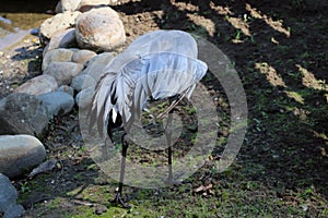 The gray crane walks across the meadow in search of food