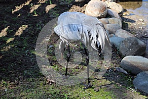 The gray crane walks across the meadow in search of food