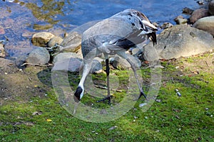 Gray crane walks across the meadow in search of food