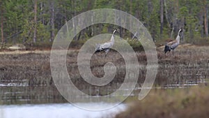 Gray crane walks in the swamp