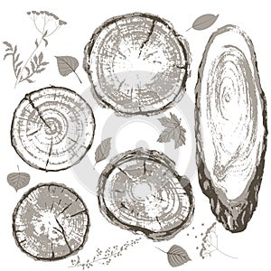 Gray cross section of tree trunk and leaves set.