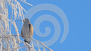 Gray crow on birch branches covered with hoarfrost against blue sky