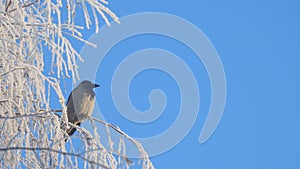 Gray crow on birch branches covered with hoarfrost against blue sky