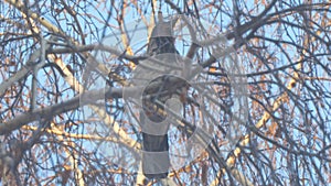 Gray crow on birch branches covered with hoarfrost against blue sky