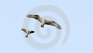 a gray crow chases an osprey predator in the sky