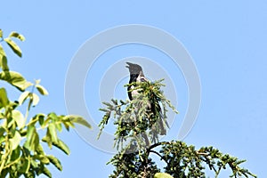Gray crow high on tree branches