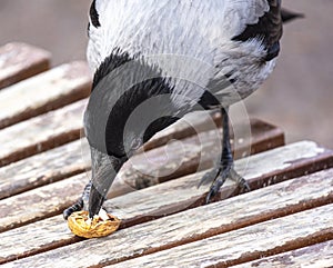 A gray crow named Seraphim communicates with a photographer