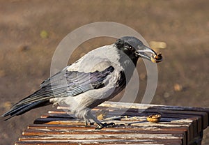 A gray crow named Seraphim communicates with a photographer