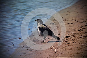 Gray crow near to water
