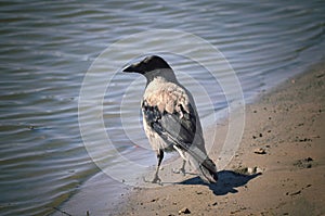 Gray crow near to water