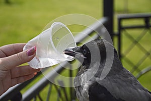 Gray crow quench their thirst from a plastic disposable cup