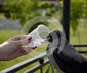 gray crow quenches thirst from a plastic disposable cup