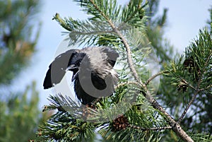 The gray crow sits on a pine branch.